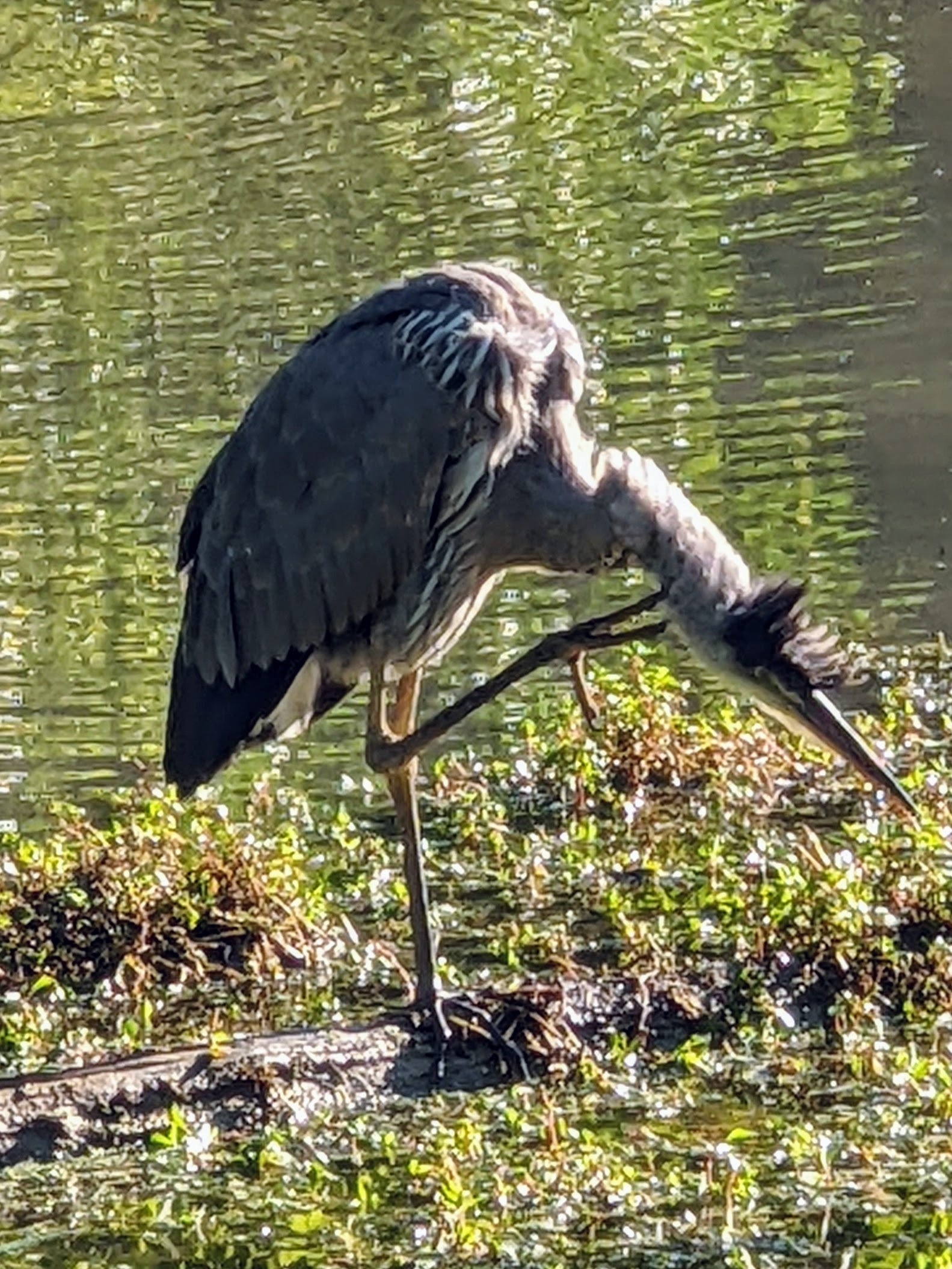 a great blue heron standing on one leg, and scratching an itch on its neck with the other leg