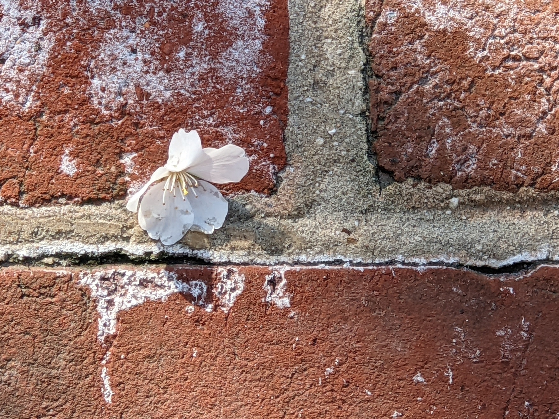 a single fallen cherry blossom resting on a brick walkway